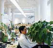 Sobne rastline ščitijo pisarniških delavcev pred boleznijo