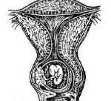 Materničnega vratu, nosečnost