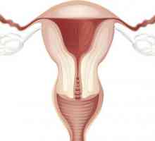 Debeline endometrija na dneve cikla