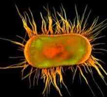 Znanstveniki so razplesti skrivnost hitrega širjenja bakterij