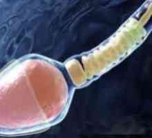 Znanstveniki so ustvarili spermo v epruveti