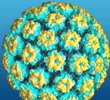 Človeški papiloma virus (HPV)
