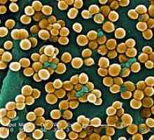 Staphylococcus aureus v grlu