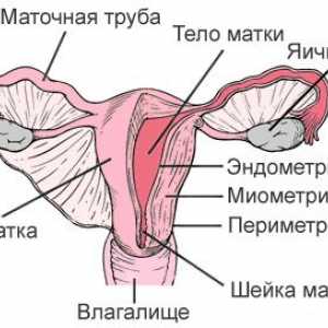 Adenomioza (endometrioze, materničnega telesa)