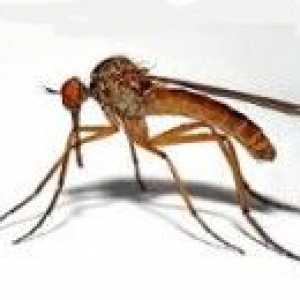 Japonski encefalitis je komarjem