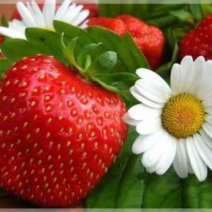 Strawberry lahko upočasni proces staranja in ščiti pred rakom