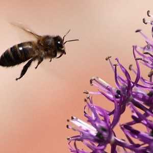 Zdravljenje piki čebel ali apipunktura
