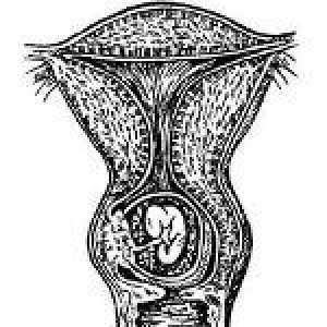Materničnega vratu, nosečnost