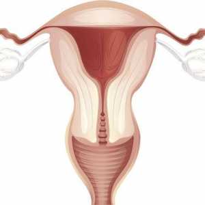Debeline endometrija na dneve cikla