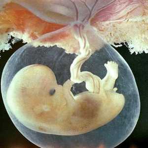 V Združenih državah Amerike dvignil prepoved raziskav v podporo zarodkov državne