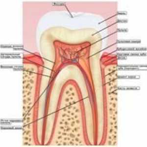 Bolezen gumi: gingivitis, parodontitis (bolezni dlesni), periodontalna bolezen